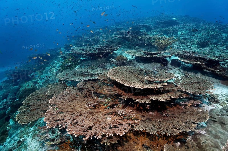 Top reef with terraced Acropora corals (Acropora sp.) and various types of damselfish (Pomacentridae)