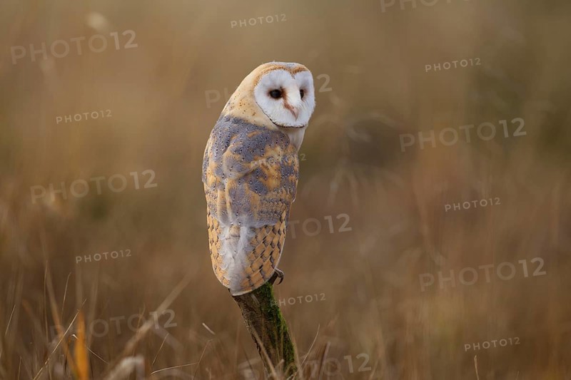 Barn Owl (Tyto alba)
