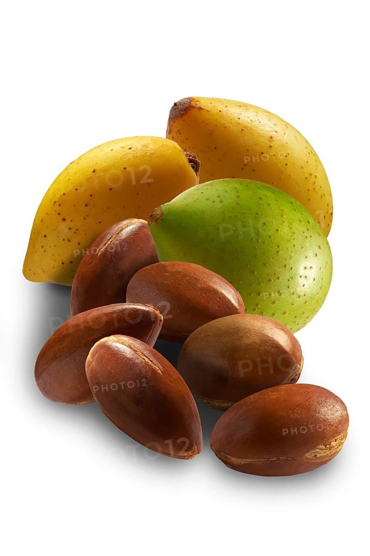 Fresh Argan nuts (Argania spinosa)