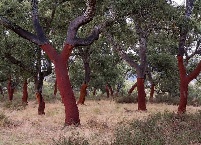 Recently stripped Cork Oaks (Quercus suber) in the Sierra de Grazalema