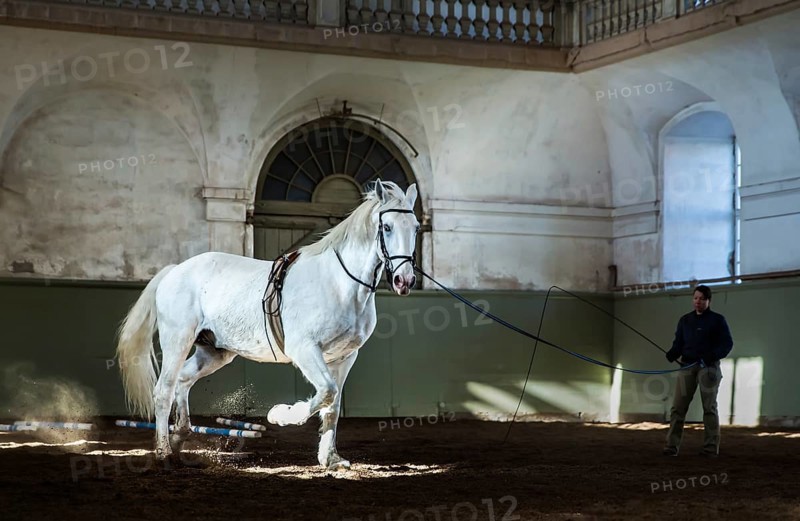 Training of a white Kladruber horse