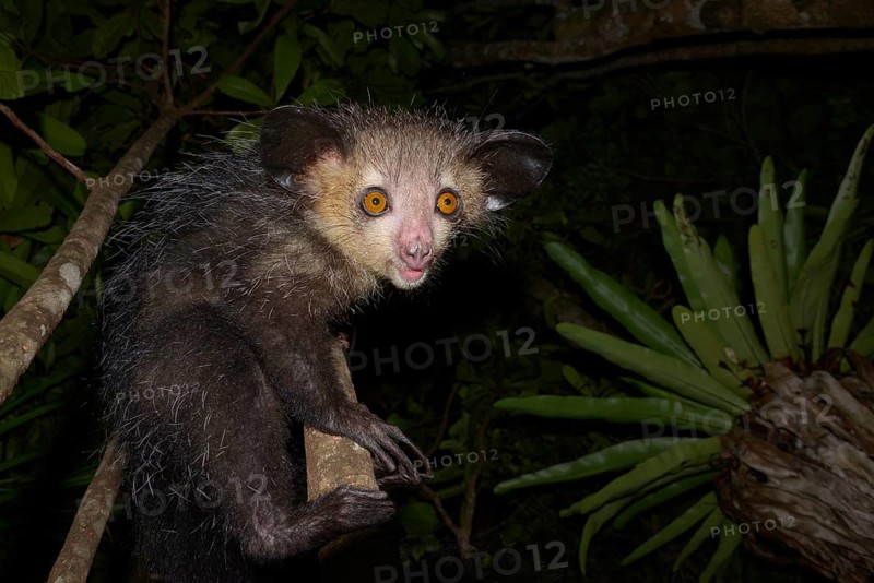 Aye-aye (Daubentonia madagascariensis)