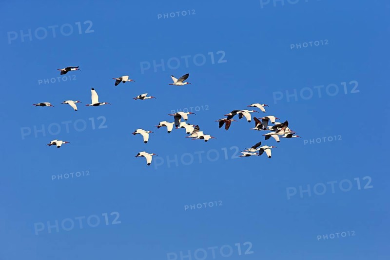 American White Ibis (Eudocimus albus)