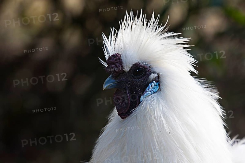 Japanese Dwarf Silkie