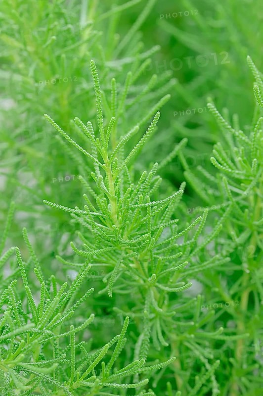 Green Santolina (Santolina rosmarinifolia
