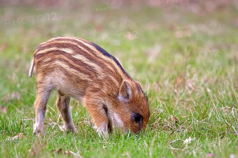 Wild Boar (Sus scrofa)