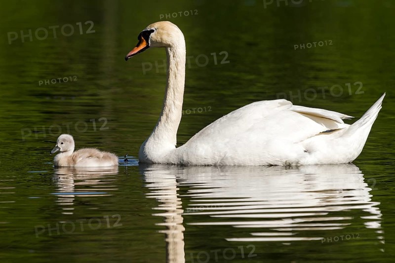 Mute Swan (Cygnus olor) with a cygnet