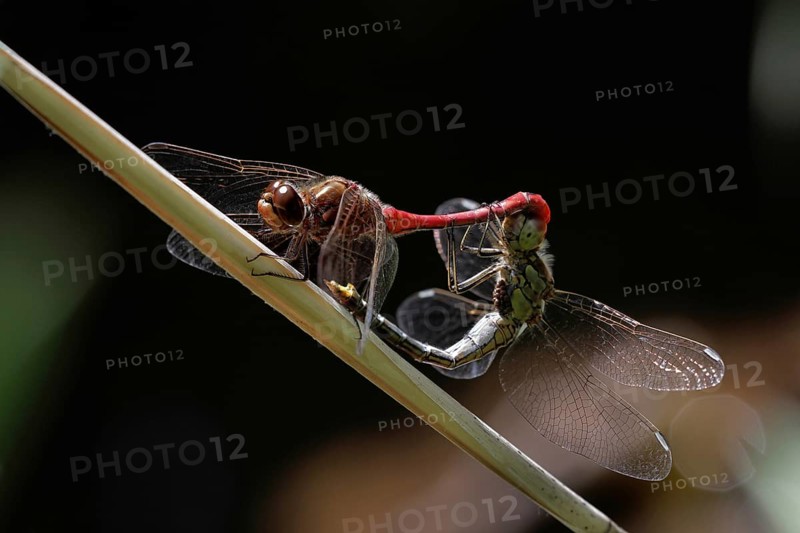 Vagrant Darter (Sympetrum vulgatum)