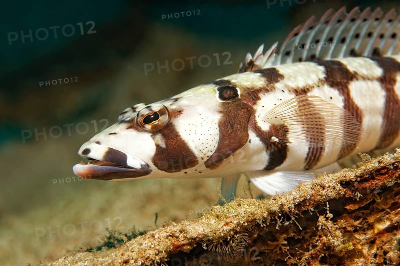 Reticulated Sandperch (Parapercis tetracantha)