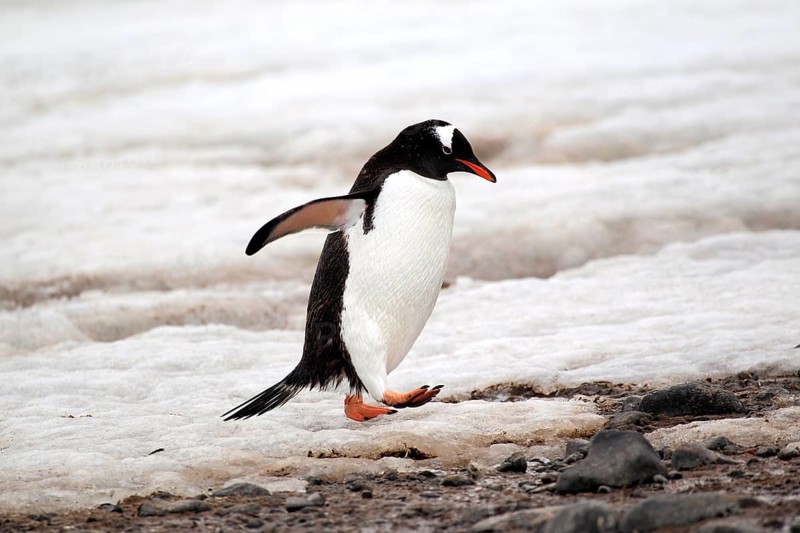 Gentoo Penguin (Pygoscelis papua)