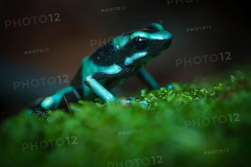 Green and Black Poison-dart Frog (Dendrobates auratus)