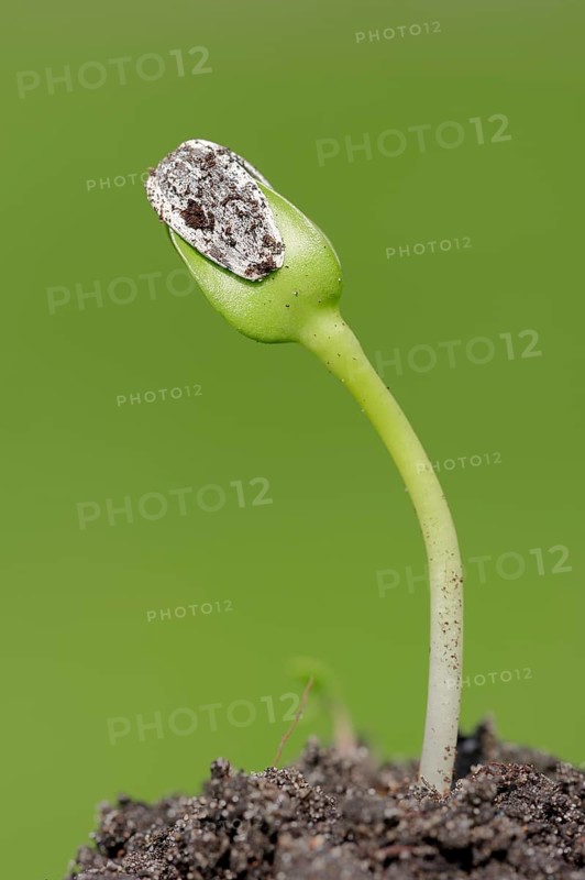 Sunflower (Helianthus annuus)