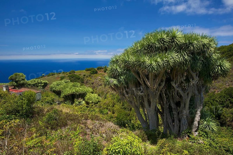 Canary Islands Dragon Tree (Dracaena draco)
