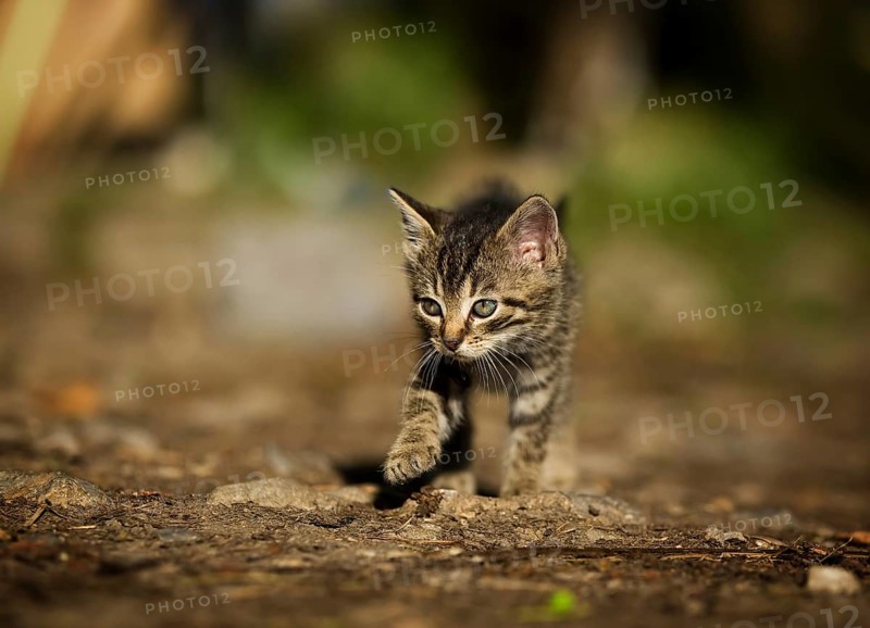 Tabby kitten on foot in a yard