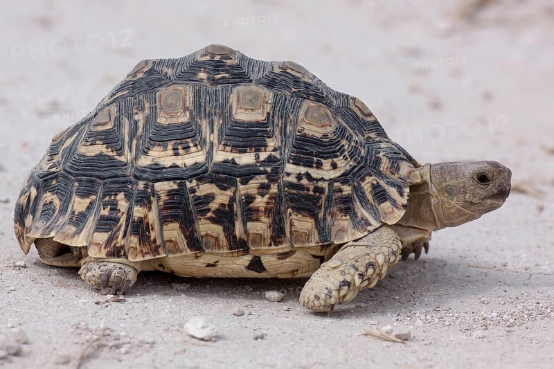 Leopard Tortoise (Stigmochelys pardalis)