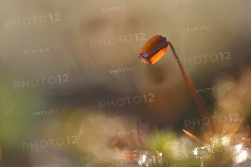 Hair Cap Moss (Polytrichum formosum)