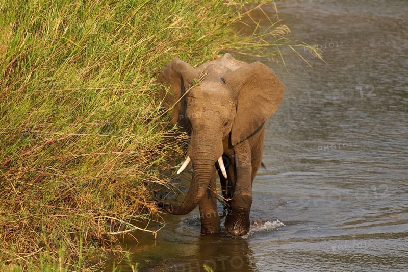 African Elephant (Loxodonta africana) wading through the Olifants River surrounded by Common Reed (Phragmites australis)