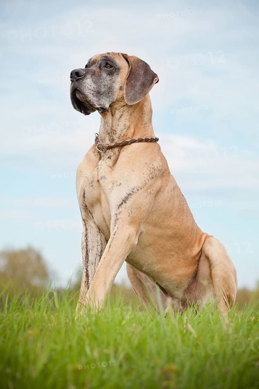 German mastiff