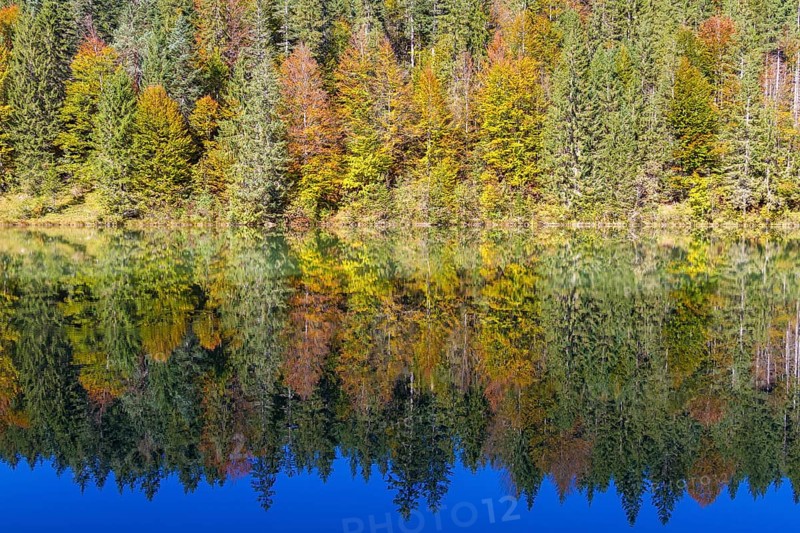 Autumnal forest at Grubsee Lake with reflections