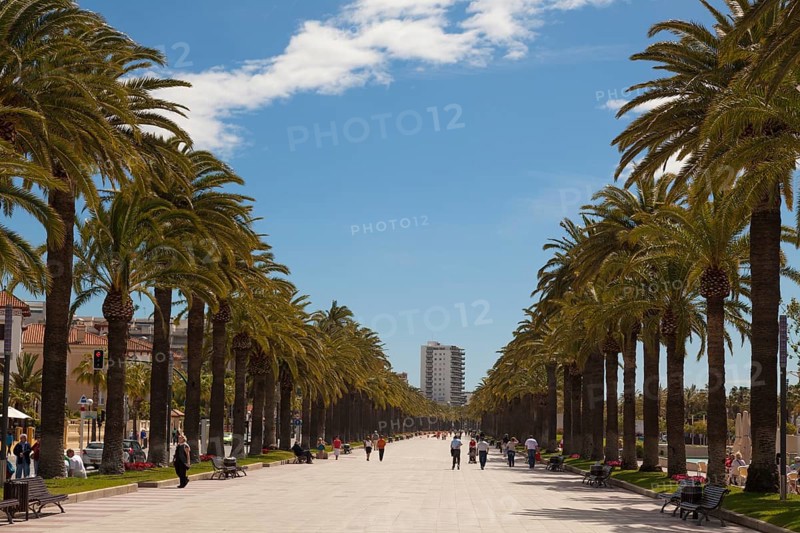 Palm promenade