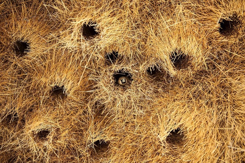 Sociable Weaver (Philetairus socius)