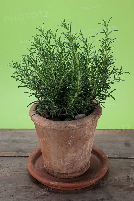 Rosemary (Rosmarinus officinalis) growing in a terracotta pot on a wooden table