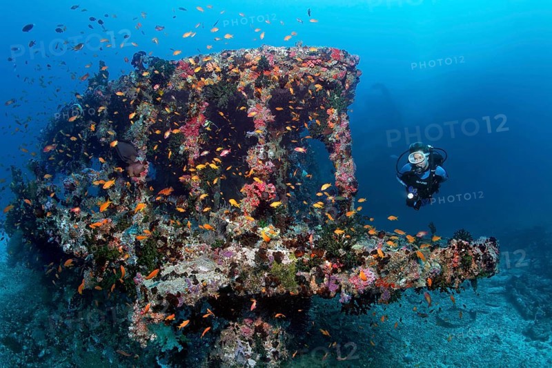 Scuba diver diving at an overgrown wreck