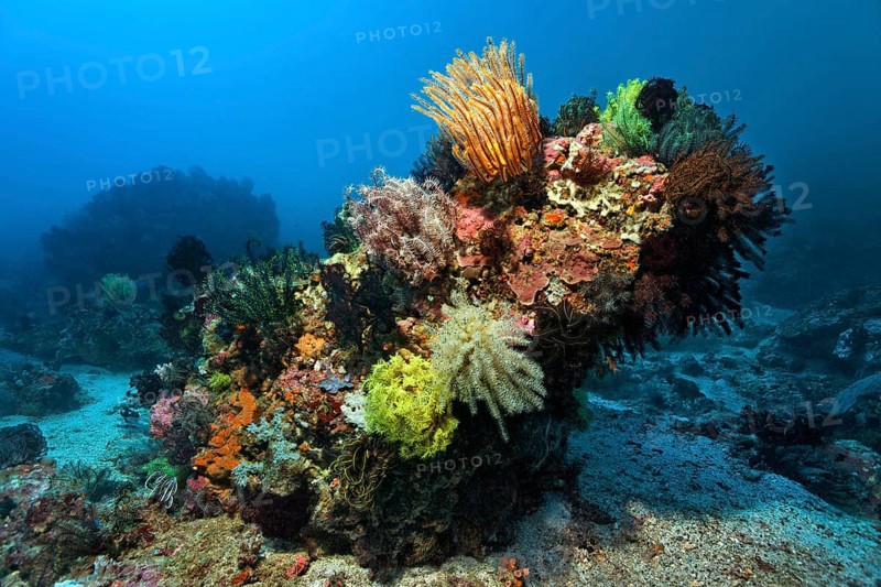 Coral block with lots of Feather Stars (Crinoidea)