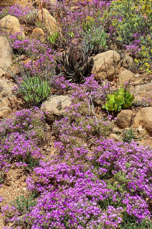 Vegetation