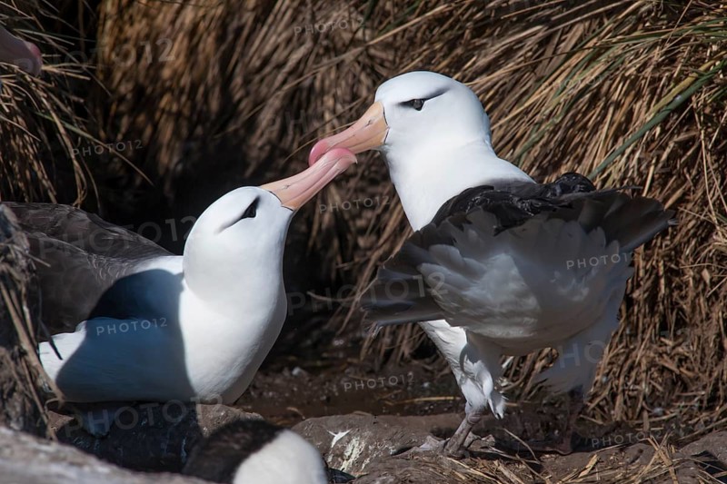 Black-browed Albatross or Black-browed Mollymawk (Thalassarche melanophris) returning to its nest and being welcomed by its brooding partner