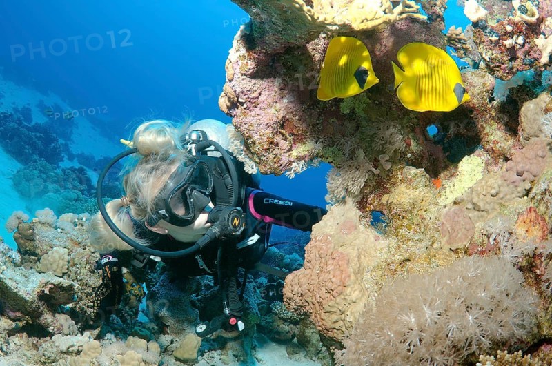 Scuba diver looking at Blue-Cheeked Butterflyfish (Chaetodon semilarvatus)