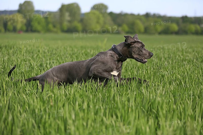 Great Dane in the grass