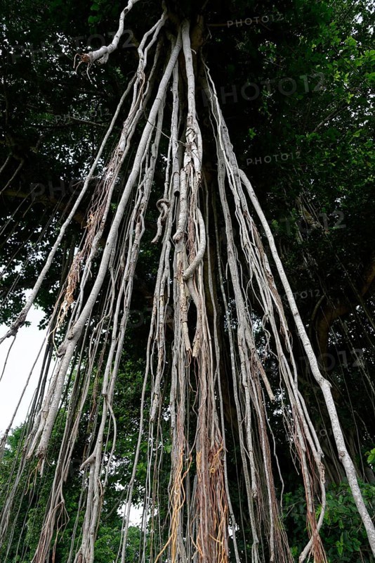 Giant Banyan Tree (Ficus benghalensis)