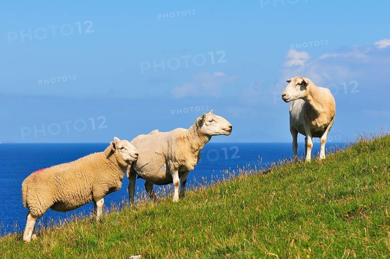 Three sheep on a meadow