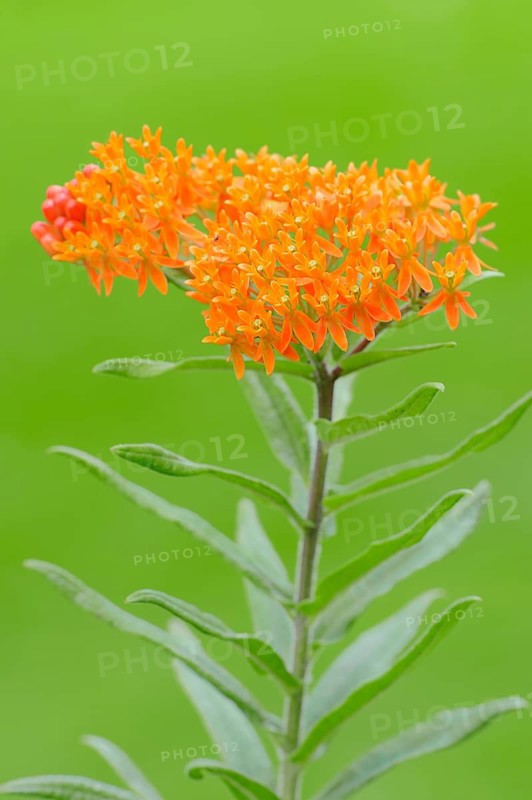 Garden Montbretia (Crocosmia x crocosmiiflora)