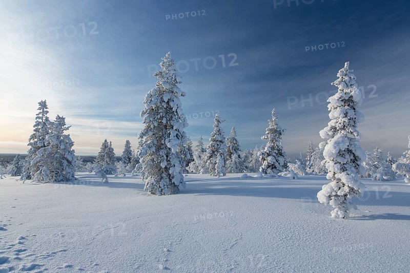 Snowy fir forest