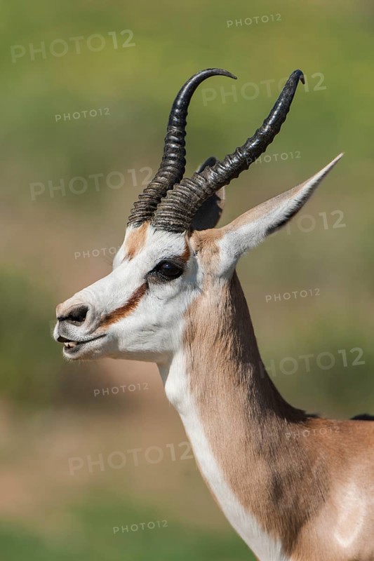 Male Springbok (Antidorcas marsupialis) at Flehmen