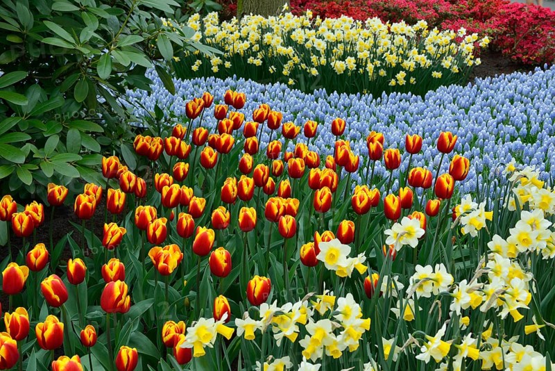 Tulips (Tulipa hybrids)