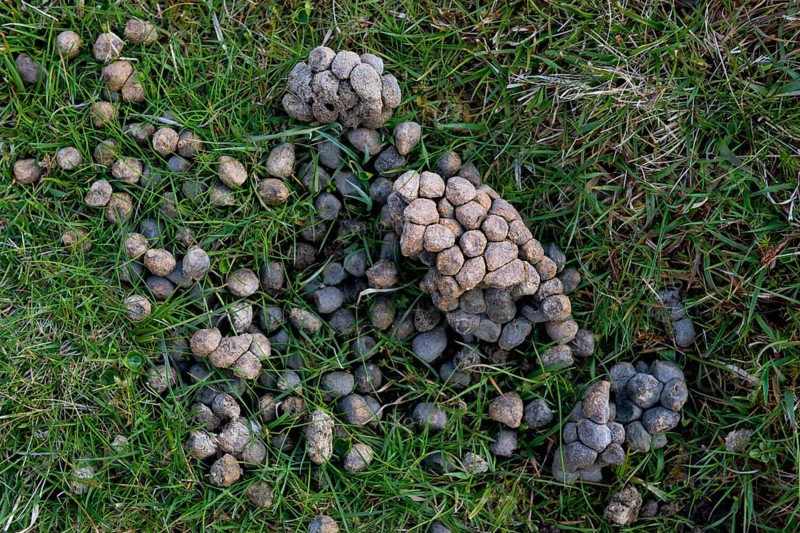 Sheep faeces