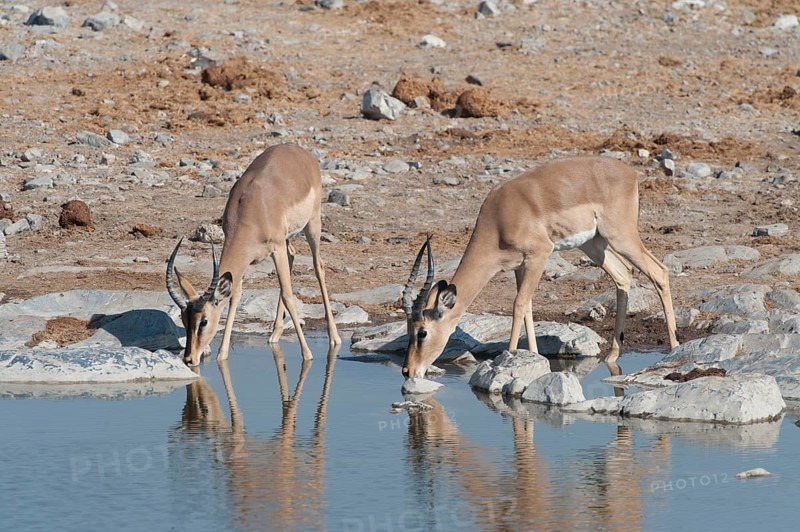 Two young male Impalas (Aepyceros melampus) drinking at Halali waterhole