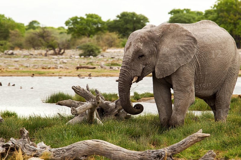 African Elephant (Loxodonta africana)