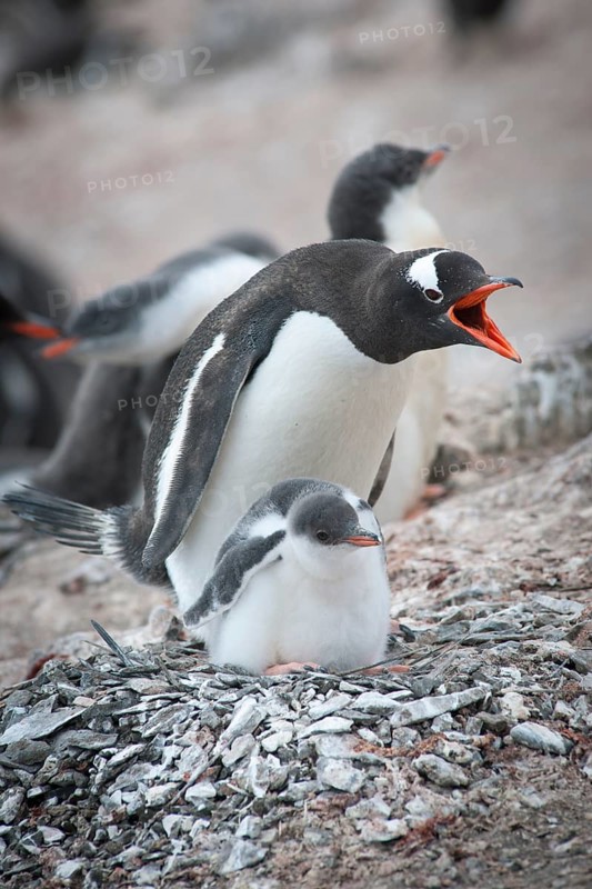 Gentoo Penguin (Pygoscelis papua) and chick at the nest