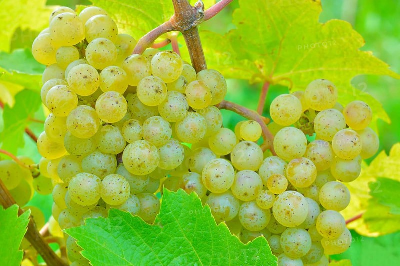 Ripe grapes