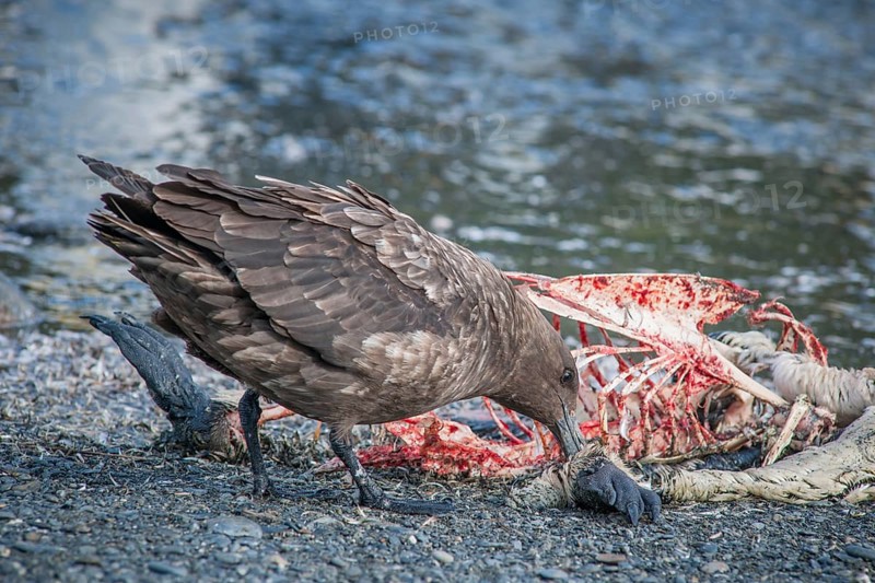 South Polar Skua (Stercorarius maccormicki) feeding on the carcass of a King Penguin (Aptenodytes patagonicus)