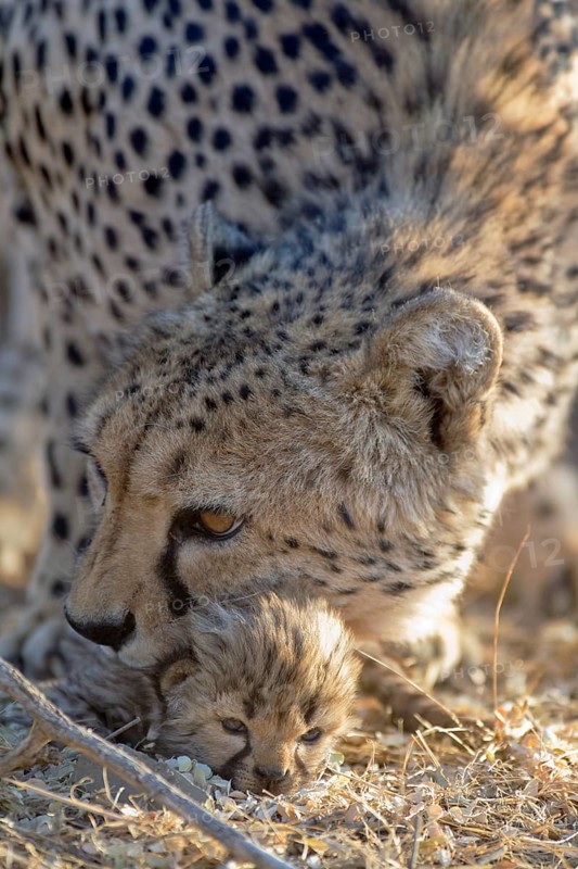 Cheetah (Acinonyx jubatus)