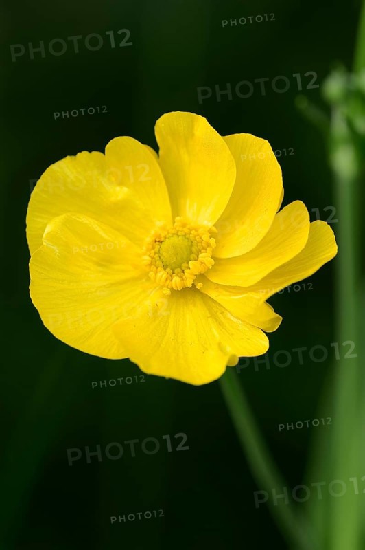 Greater Spearwort or Water Spearwort (Ranunculus lingua)
