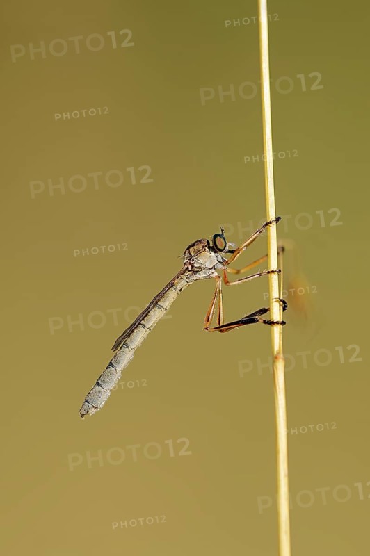 Striped Slender Robberfly (Leptogaster cylindrica)
