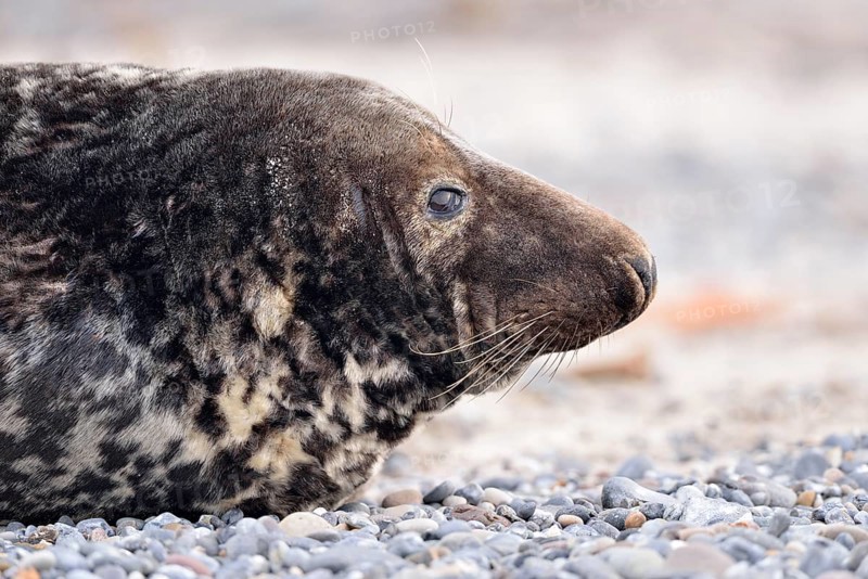 Grey Seal (Halichoerus grypus)