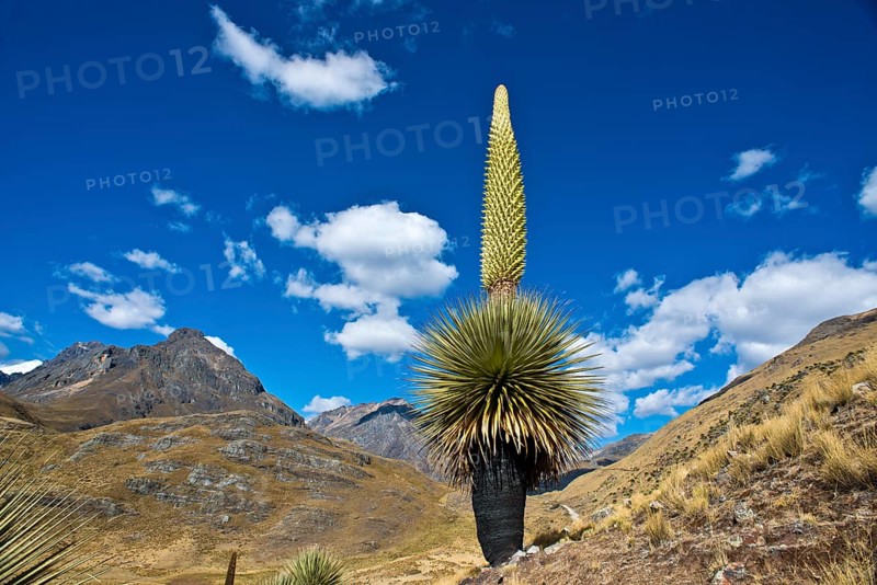 Queen of the Andes or Giant Bromeliad (Puya raimondii)