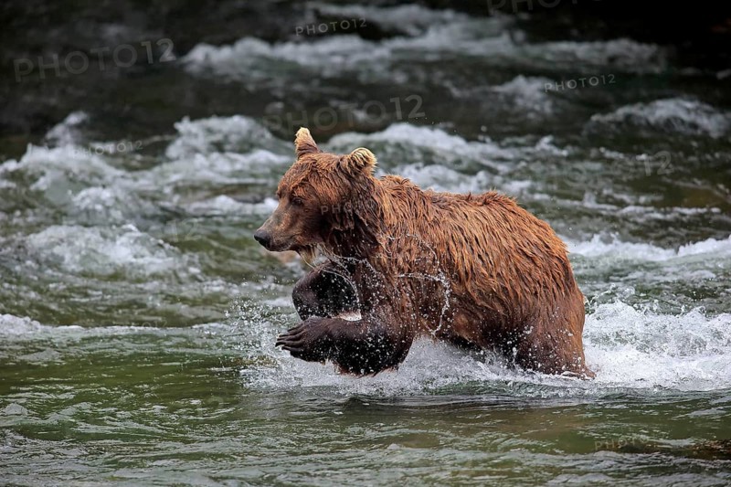 Grizzly Bear (Ursus arctos horribilis) adult